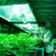 Marijuana Grower for Pot Farm
