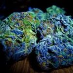 Blue Dream marijuana strain I DispensaryLocation.com