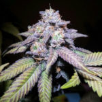 Purple Kush marijuana strain I DispensaryLocation.com