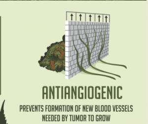 Antiangiogenic Prototype Cannabis and Cancer